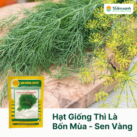 Hạt Giống Thì Là Bốn Mùa -  Sen Vàng  10 gram