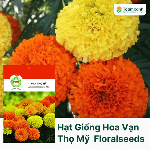 Hạt Giống Hoa Vạn Thọ Mỹ - Floralseeds Việt Nam