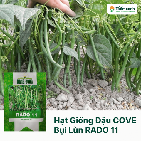 Hạt Giống Đậu COVE Bụi Lùn RADO 11- Rạng Đông 20 Gram