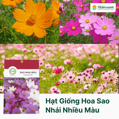 Hạt Giống Hoa Sao Nhái Nhiều Màu - Floralseeds Việt Nam