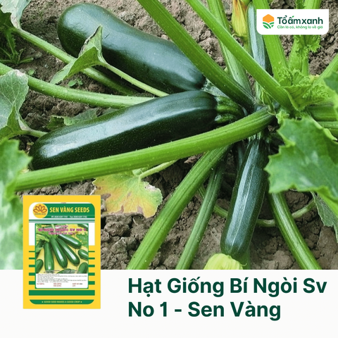 Hạt Giống Bí Ngòi SV No 1 - Sen Vàng