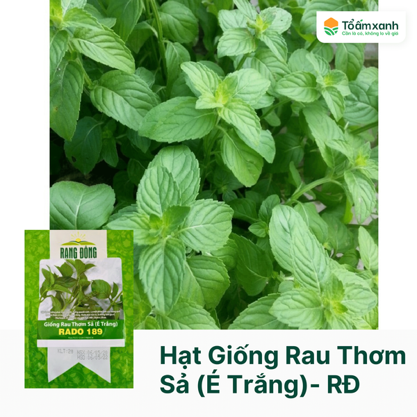 Hạt Giống Rau Thơm Sả (É Trắng) - Rạng Đông 5 gramHạt Giống Rau Thơm Sả ...