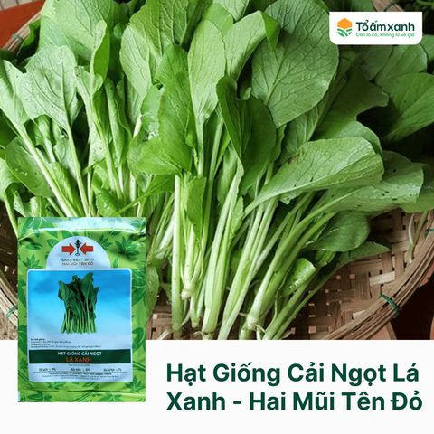 Hạt Giống Cải Ngọt Lá Xanh - Hai Mũi Tên Đỏ