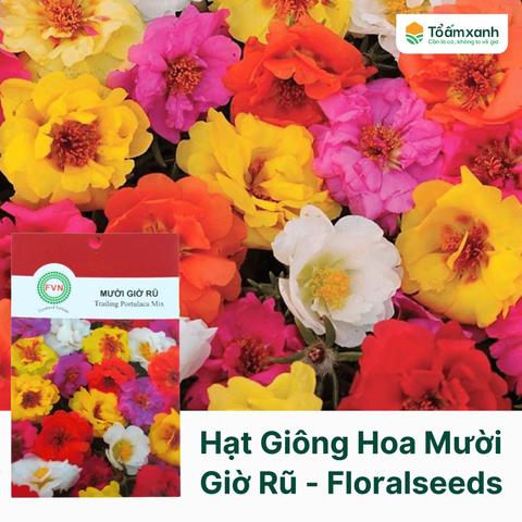 Hạt Giông Hoa Mười Giờ Rũ - Floralseeds Việt Nam