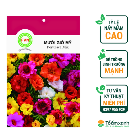 Hạt Giống Hoa Mười Giờ Mỹ - Floralseeds Việt Nam