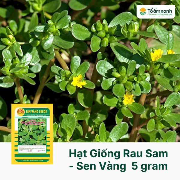 Hạt Giống Rau Sam - Sen Vàng 5 gramHạt Giống Rau Sam - Sen Vàng 5 gram ...