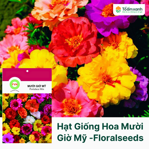 Hạt Giống Hoa Mười Giờ Mỹ - Floralseeds Việt Nam