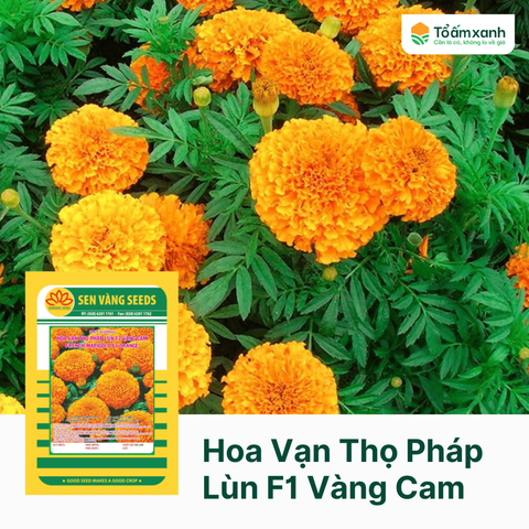 Hạt Giống Hoa Vạn Thọ Pháp Lùn F1 Vàng Cam - Sen Vàng