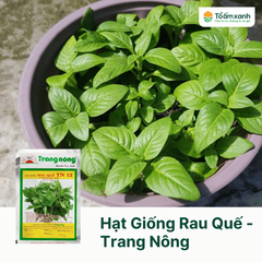 Hạt Giống Rau Quế - Trang Nông  50 gram
