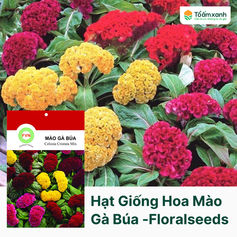 Hạt Giống Hoa Mào Gà Búa - Floralseeds Việt Nam