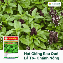 Hạt Giống Rau Quế Lá To - Chánh Nông  10 gram