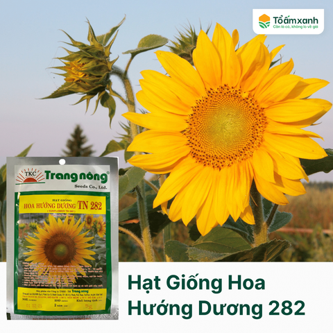 Hạt Giống Hoa Hướng Dương TN 282 - Trang Nông