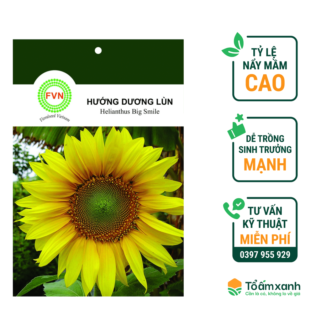 Hạt Giống Hoa Hướng Dương Lùn -  Floralseeds Việt Nam