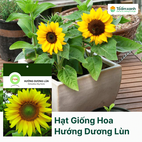 Hạt Giống Hoa Hướng Dương Lùn -  Floralseeds Việt Nam