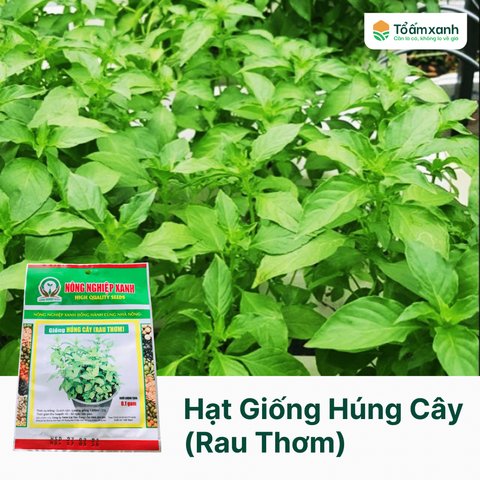 Hạt Giống Húng Cây (Rau Thơm) - Nông Nghiệp Xanh 0.1 Gram