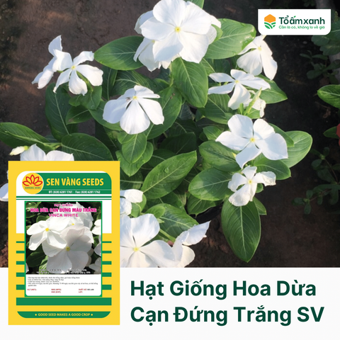 Hạt Giống Hoa Dừa Cạn Đứng Màu Trắng - Sen Vàng 0.5 gram