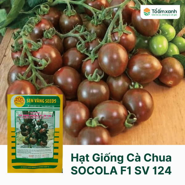 Hạt Giống Cà Chua SOCOLA F1 SV 124 - Sen Vàng