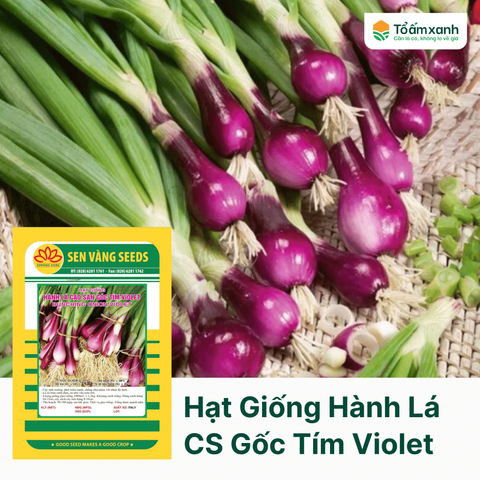 Hạt Giống Hành Lá Cao Sản Gốc Tím VIOLET - Sen Vàng