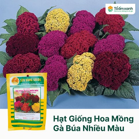 Hạt Giống Hoa Mồng Gà Búa Nhiều Màu - Sen Vàng