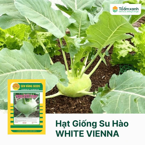 Hạt Giống Su Hào WHITE VIENNA - Sen Vàng