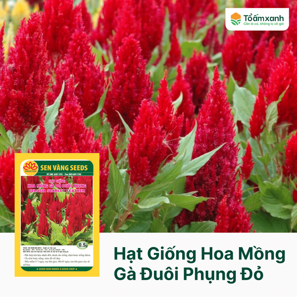 Hạt Giống Hoa Mồng Gà Đuôi Phụng -  Sen Vàng - 15 hạt