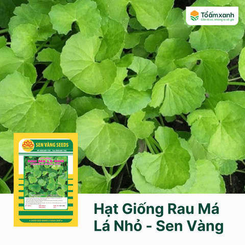 Hạt Giống Rau Má Lá Nhỏ - Sen Vàng  0.5 gram