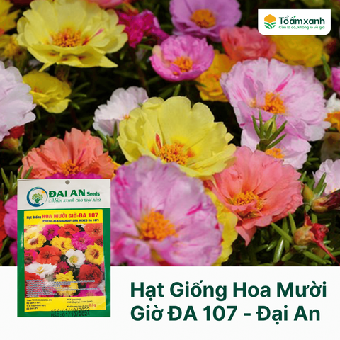 Hạt Giống Hoa Mười Giờ ĐA 107 - Đại An