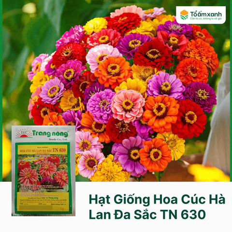 Hạt Giống Hoa Cúc Hà Lan Đa Sắc TN 630 - Trang Nông