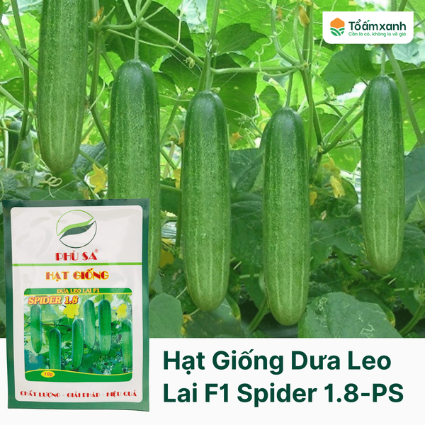 Hạt Giống Dưa Leo Lai F1 SPIDER 1.8 - Phù Sa 10 gram
