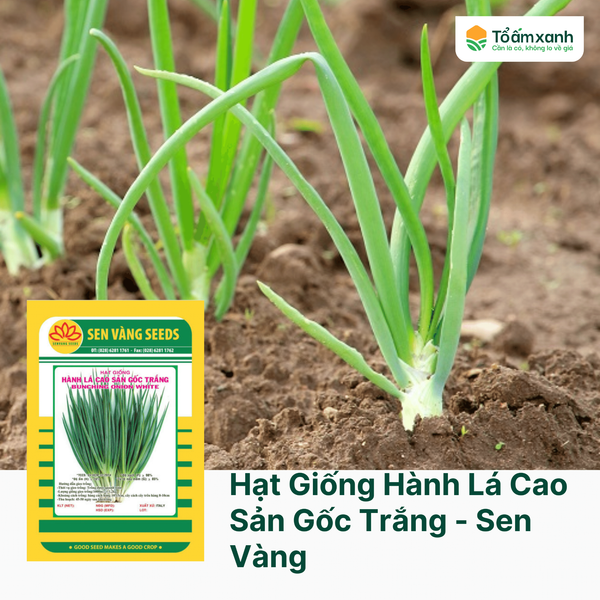 Hạt Giống Hành Lá Cao Sản Gốc Trắng - Sen Vàng  2 gram
