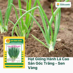 Hạt Giống Hành Lá Cao Sản Gốc Trắng - Sen Vàng  2 gram