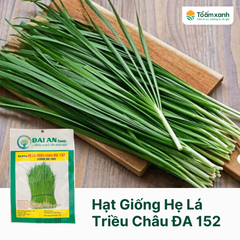 Hạt Giống Hẹ Lá Triều Châu ĐA 152 - Đại An