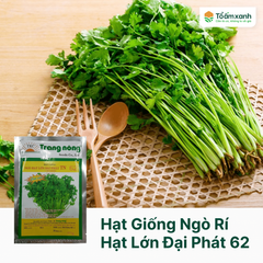Hạt Giống Ngò Rí Hạt Lớn Đại Phát TN 62 - Trang Nông