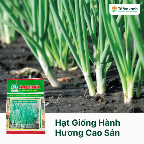 Hạt Giống Hành Hương Cao Sản - Nông Nghiệp Xanh