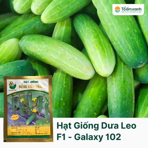 Hạt Giống Dưa Leo F1 - GALAXY 102 - Đồng Tiền Vàng