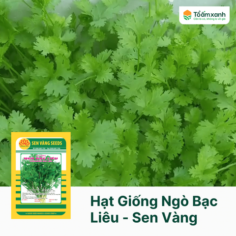 Hạt Giống Ngò Bạc Liêu - Sen Vàng