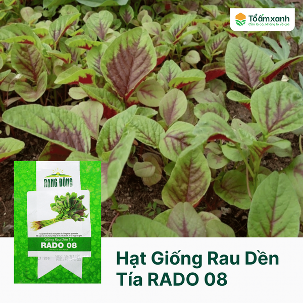 Hạt Giống Rau Dền Tía RADO 08 - Rạng Đông