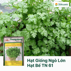 Hạt Giống Ngò Lớn Hạt Bể TN 61 - Trang Nông 100 gram