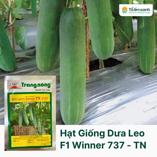 Hạt Giống Dưa Leo - Dưa Leo F1 WINNER TN 737