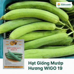Hạt Giống Mướp Hương WIGO 19 - 100 Hạt