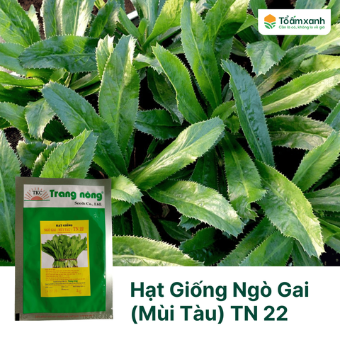 Hạt Giống Ngò Gai (Mùi Tàu) TN 22 - Trang Nông