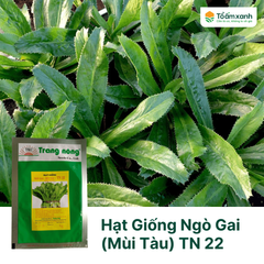 Hạt Giống Ngò Gai (Mùi Tàu) TN 22 - Trang Nông