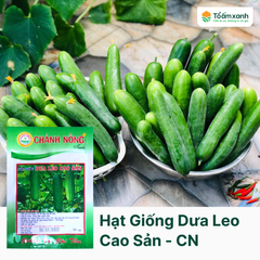 Hạt Giống Dưa Leo 527 - Chánh Nông