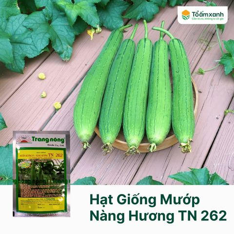 Hạt Giống Mướp Hương - Nàng Hương TN 262 - Trang Nông 1 gram