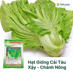 Hạt Giống Cải Tàu Xậy - Chánh Nông