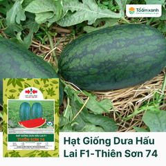 Hạt Giống Dưa Hấu Lai F1 - Thiên Sơn 74 - Hai Mũi Tên Đỏ