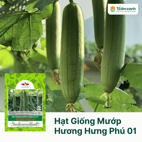 Hạt Giống Mướp Hương Hưng Phú - Hai Mũi Tên Đỏ