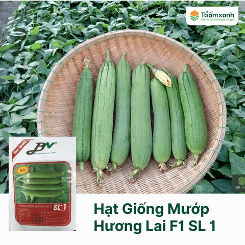 Hạt Giống Mướp Hương Lai F1 SL1 - Bảo Nông