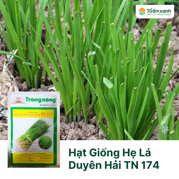 Hạt Giống Hẹ Lá Duyên Hải TN 174 - Trang Nông