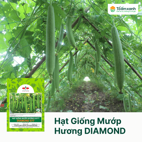 Hạt Giống Mướp Hương DIAMOND 577 - Hai Mũi Tên Đỏ